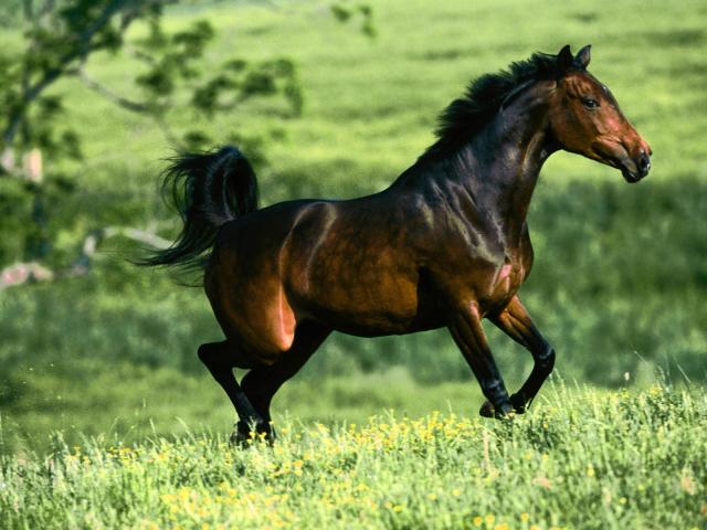 65-1600x1200-horse.jpg