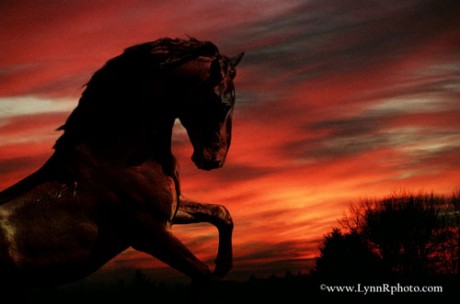 darkhorselynnr.jpg